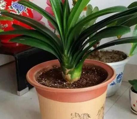 植物多久换土？换土时应注意哪些事项？