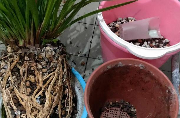 植物多久换土？换土时应注意哪些事项？