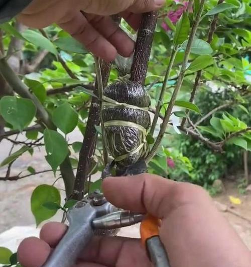 哪些植物适合插花嫁接？嫁接技巧有哪些？