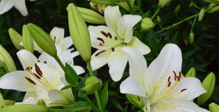 心情如百合花般美丽是什么意思？百合花象征的心情有哪些？