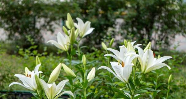 心情如百合花般美丽是什么意思？百合花象征的心情有哪些？