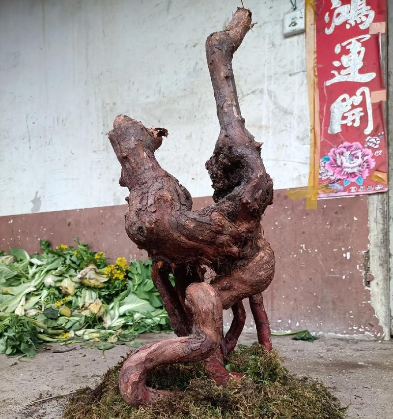 哪些植物适合插花嫁接？嫁接技巧有哪些？