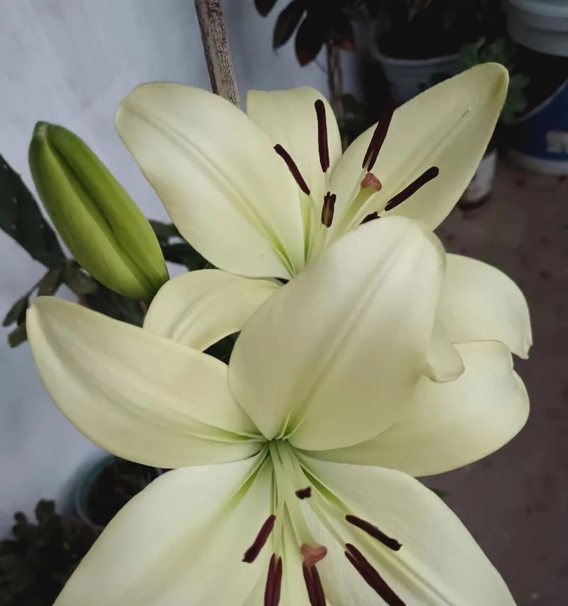 心情如百合花般美丽是什么意思？百合花象征的心情有哪些？