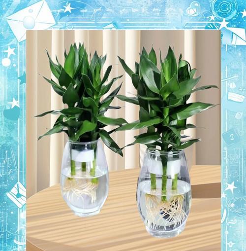 植物怎么净化空气？哪些植物具有最佳净化效果？