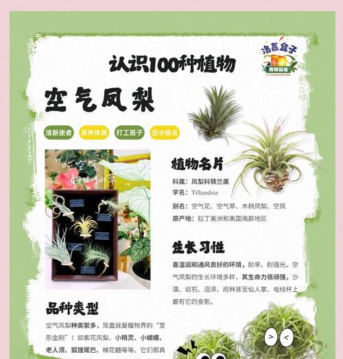 植物怎么净化空气？哪些植物具有最佳净化效果？