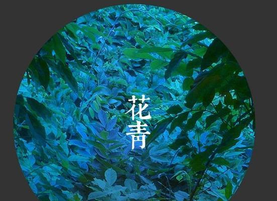 青色花朵的寓意是什么？它在花卉语言中有何特别之处？