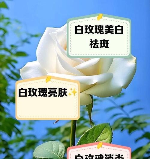 家中单色白玫瑰的含义是什么？单色白玫瑰代表什么寓意？