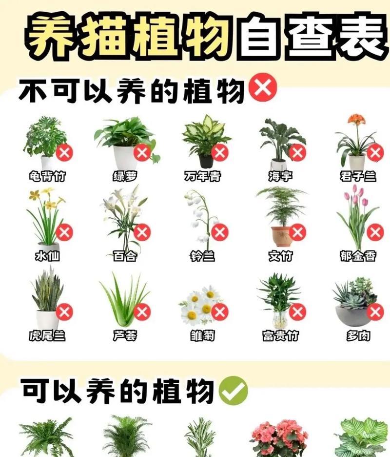 猫眼植物的正确养护方法是什么？