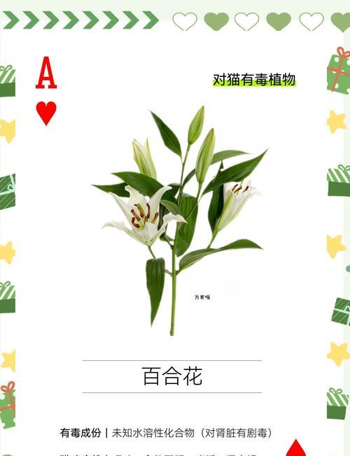 什么植物最强的植物有毒？如何安全地处理这些植物？