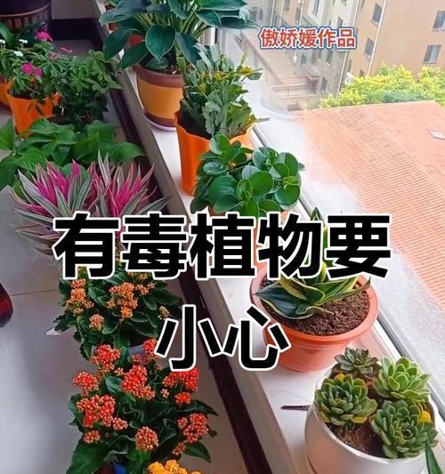 什么植物最强的植物有毒？如何安全地处理这些植物？