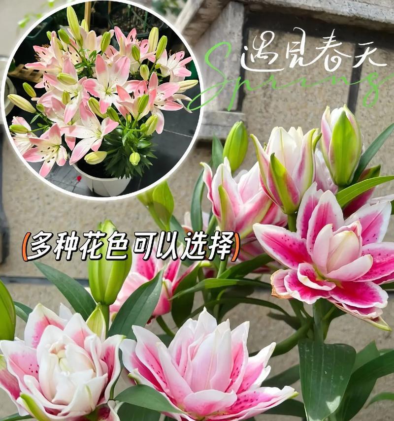 破百合的含义是什么？破百合在花语中代表什么？