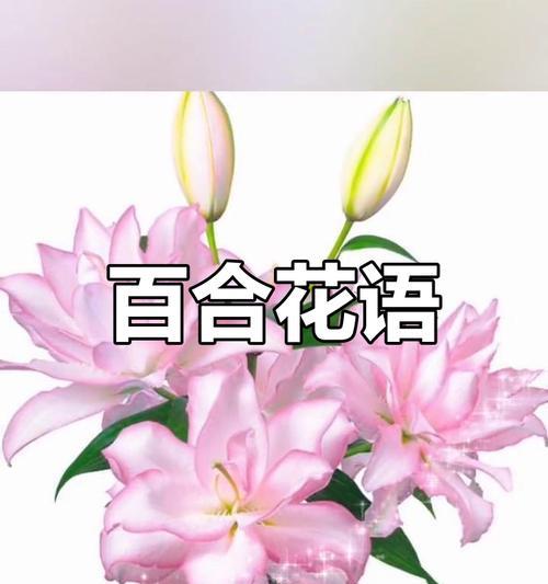 破百合的含义是什么？破百合在花语中代表什么？