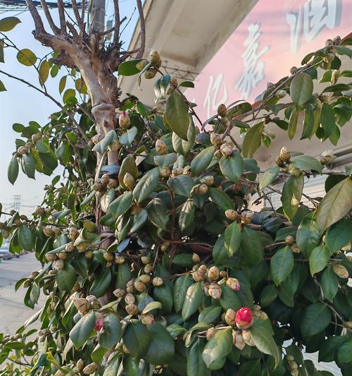 如何让植物的叶子产生自然晃动效果？需要什么条件？