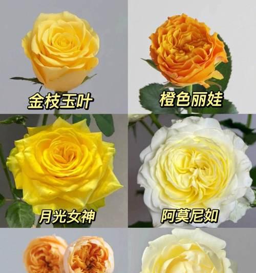 玉粉色玫瑰所代表的含义是什么？