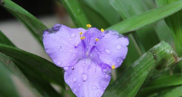 特殊的紫色植物是什么植物？紫色植物有哪些独特的观赏价值？