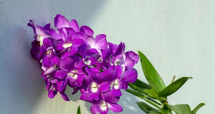 特殊的紫色植物是什么植物？紫色植物有哪些独特的观赏价值？