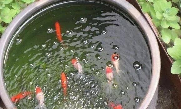 大水面净水植物如何养护？需要注意哪些问题？