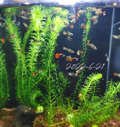 大水面净水植物如何养护？需要注意哪些问题？