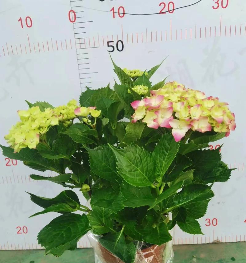 骚盆栽代表什么含义？如何正确理解其含义？