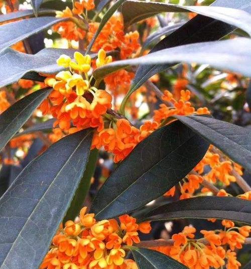 好养活招贵人的花卉有哪些？哪些花卉既易养又招好运？