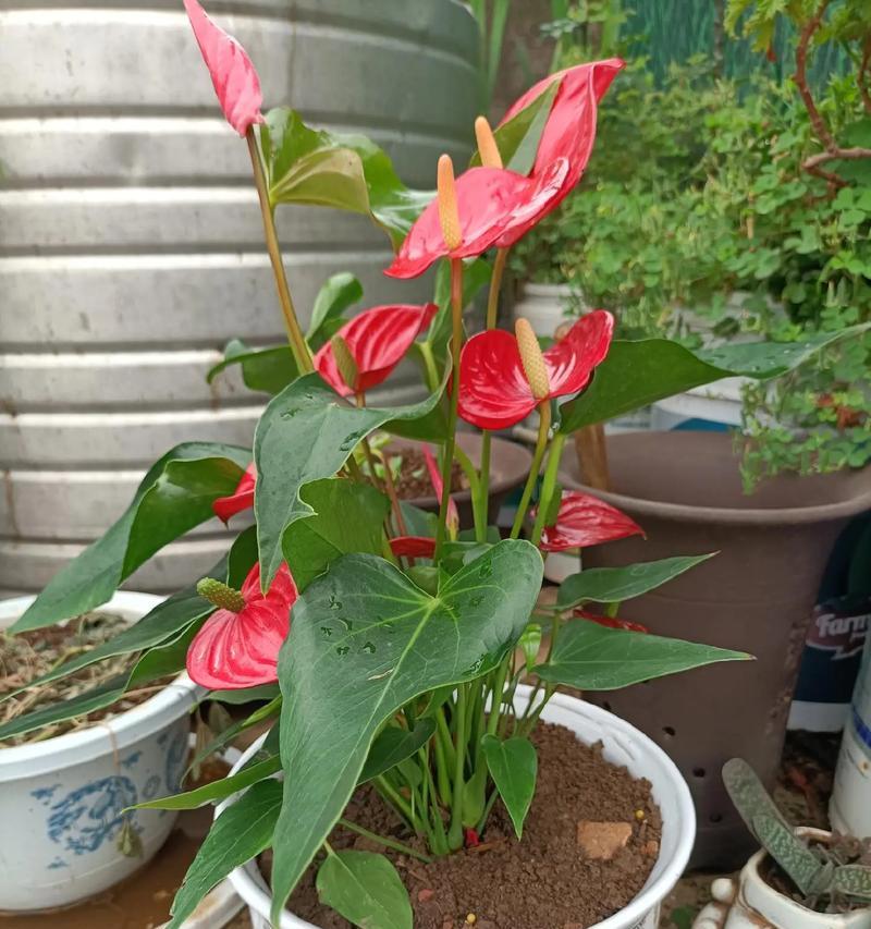 好养活招贵人的花卉有哪些？哪些花卉既易养又招好运？