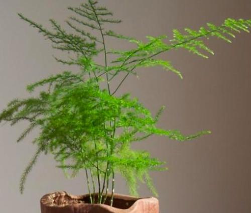 冬季盆景有哪些花卉好养？如何在寒冷季节保持它们的活力？