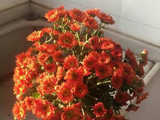 冬季盆景有哪些花卉好养？如何在寒冷季节保持它们的活力？