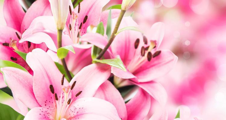 绿草中的百合花语有何特别之处？它象征着什么？