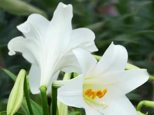 绿草中的百合花语有何特别之处？它象征着什么？