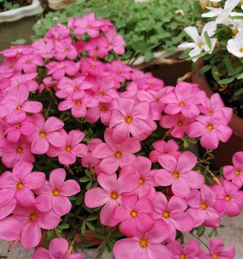 冬季盆景有哪些花卉好养？如何在寒冷季节保持它们的活力？