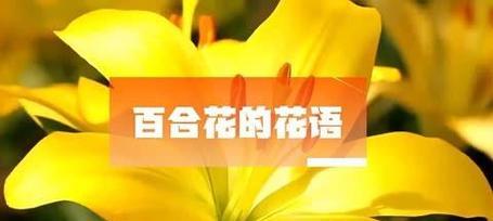 绿草中的百合花语有何特别之处？它象征着什么？