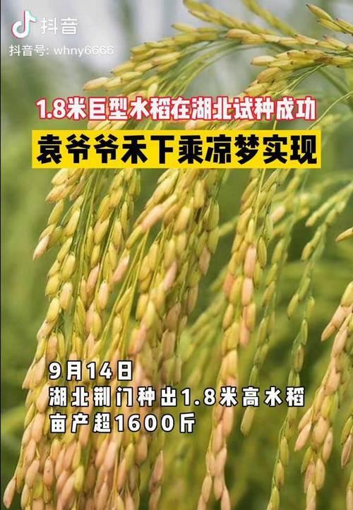 种水稻赚钱技巧是什么意思？如何通过种植水稻实现盈利？