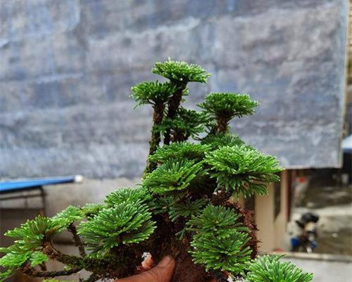 芑这种植物是什么？