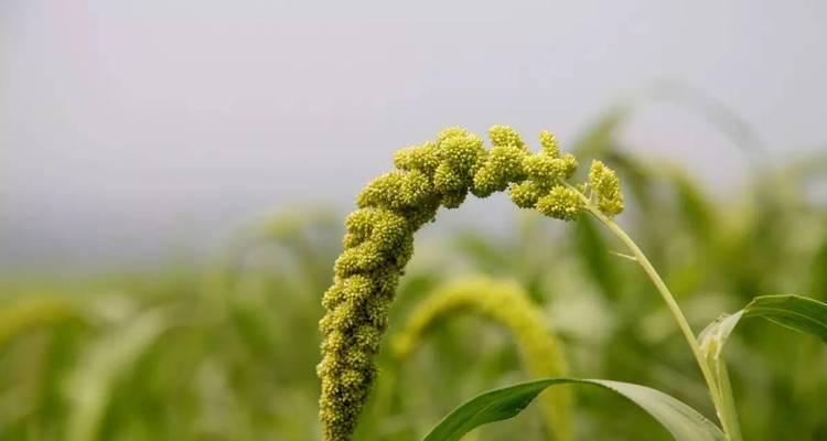 芑这种植物是什么？