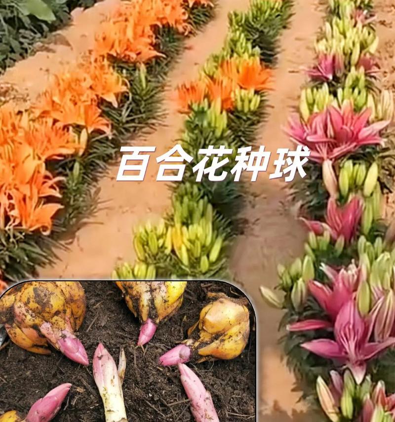 奶油百合花的花语是什么？它在花卉语言中有什么特别含义？