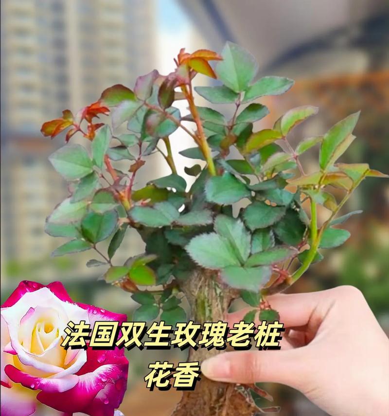 玫瑰花双生花怎么养护好？需要注意哪些要点？