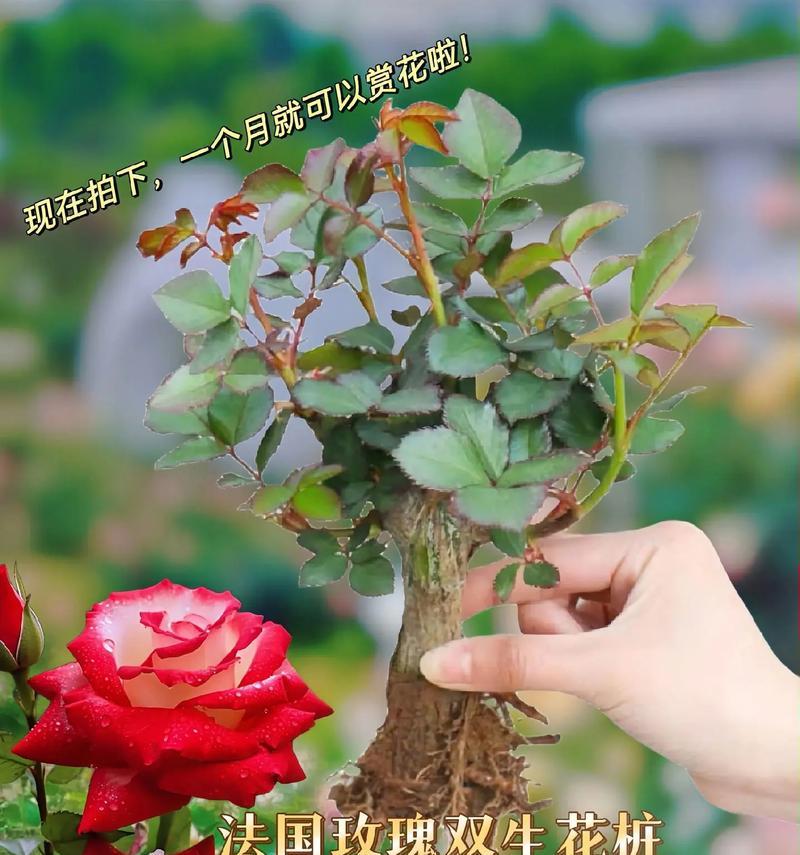 玫瑰花双生花怎么养护好？需要注意哪些要点？