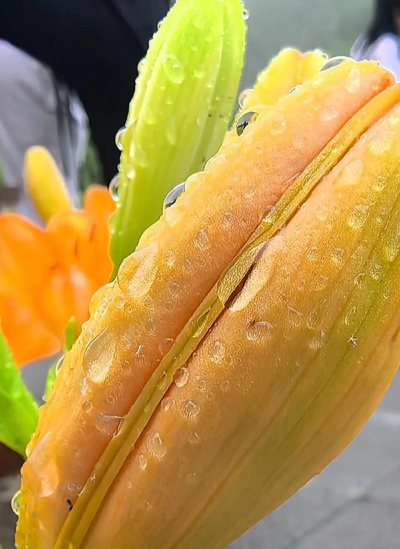 奶油百合花的花语是什么？它在花卉语言中有什么特别含义？