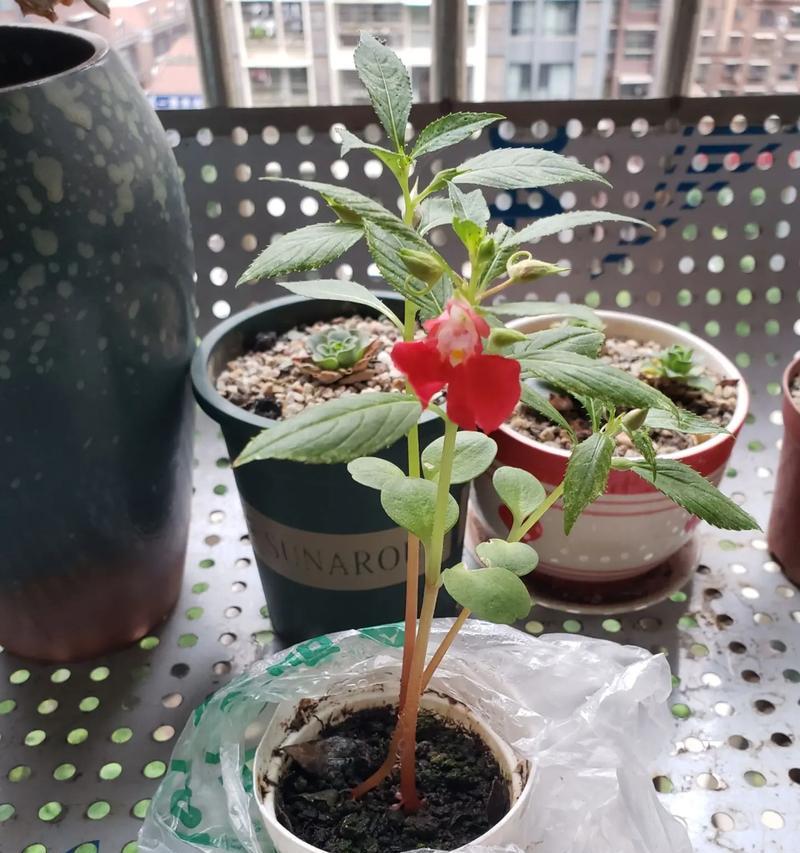 花卉分化发芽指的是什么？这一过程有何重要性？