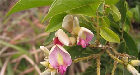 瓠子属于哪种花卉？它的特点和养护方法是什么？