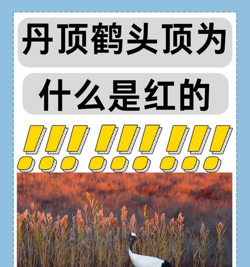 红丹顶鹤植物有哪些？它们的生长环境是什么？