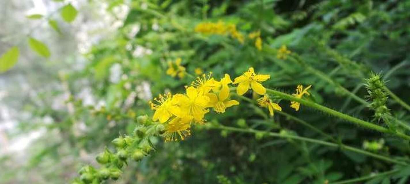 红丹顶鹤植物有哪些？它们的生长环境是什么？