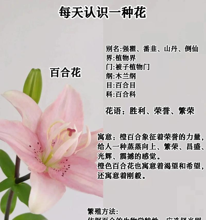 百合花的特殊形态代表什么？无香无蕊的百合花有何寓意？