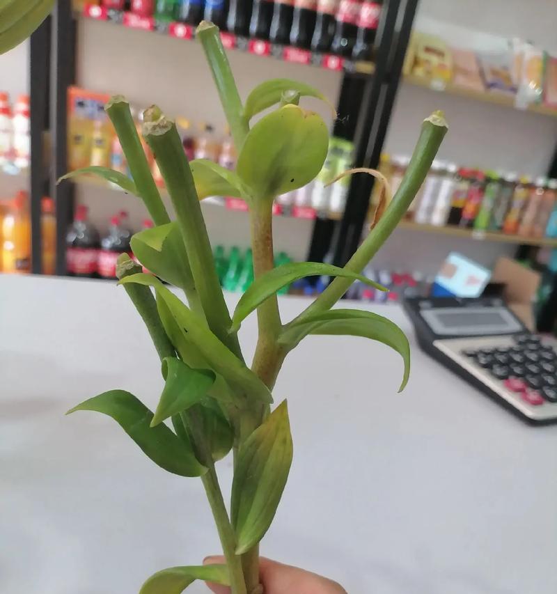 百合花的特殊形态代表什么？无香无蕊的百合花有何寓意？