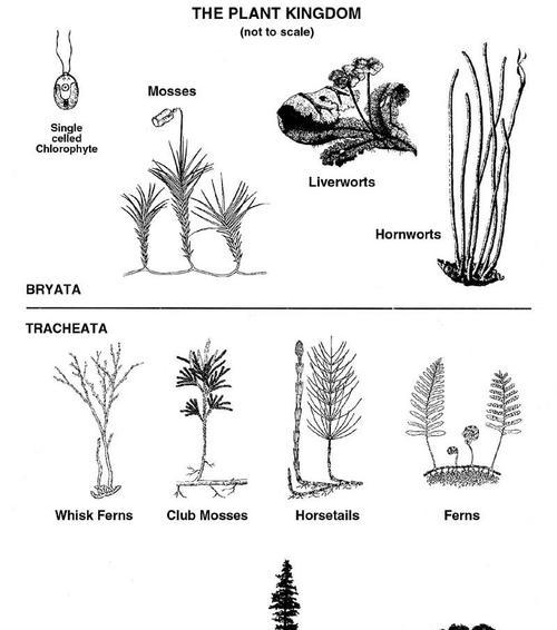 植物再生的预防方法是什么？