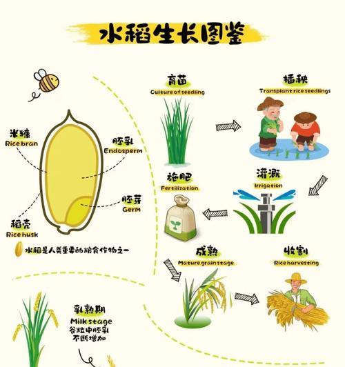 插水稻的小田田是什么意思？小田田的象征含义是什么？