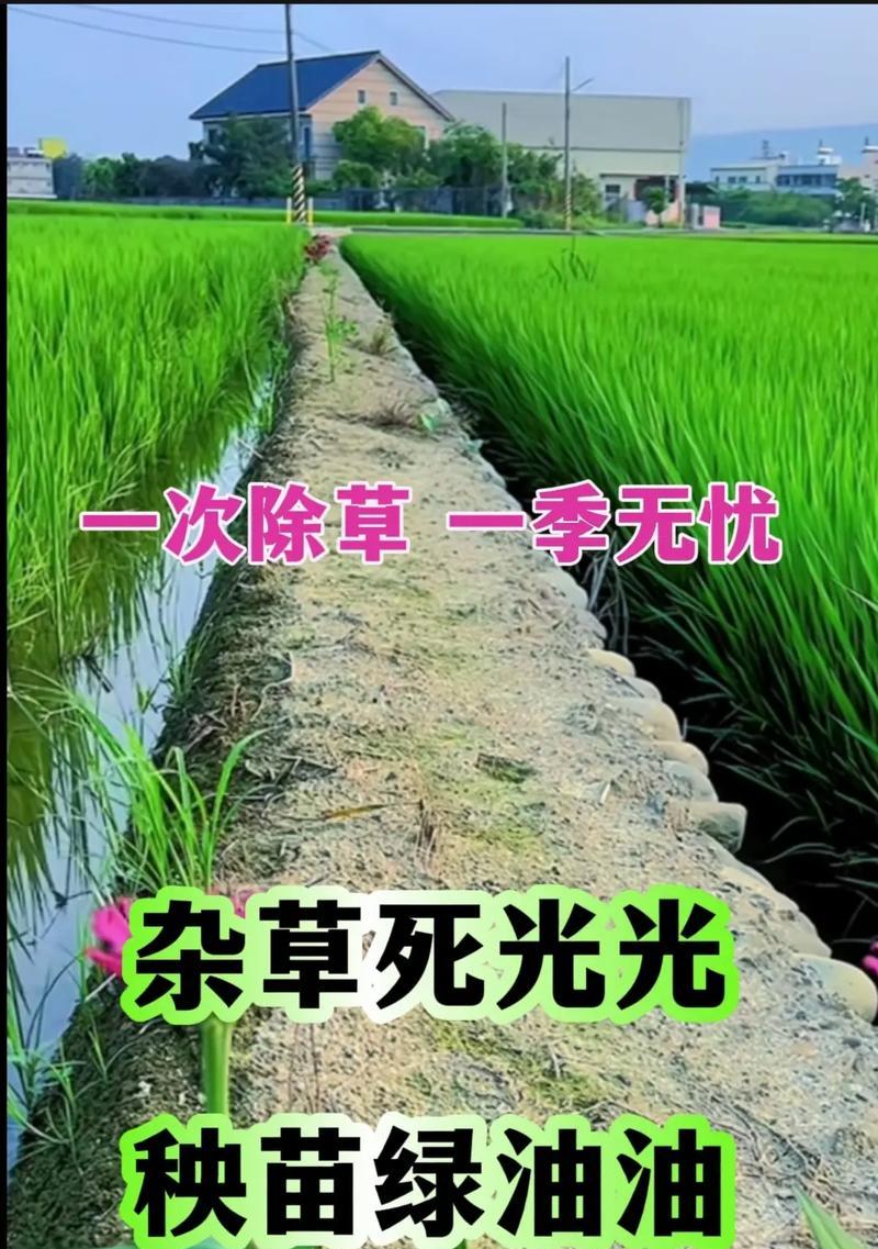 插水稻的小田田是什么意思？小田田的象征含义是什么？