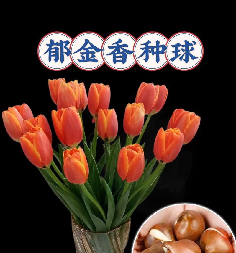 中球花卉的种类有哪些？中球花卉的特点是什么？