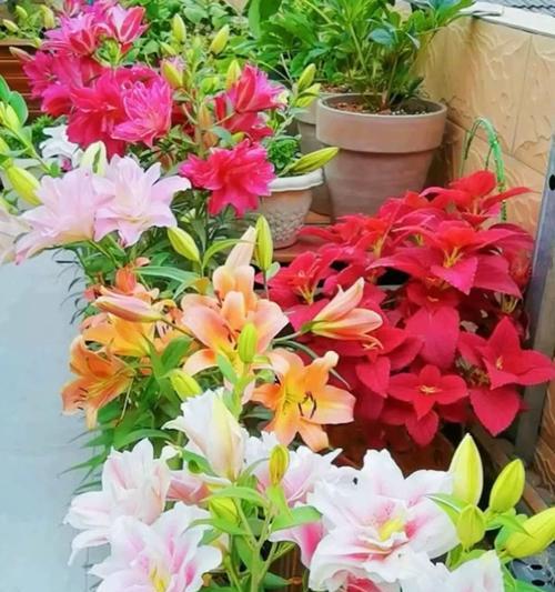 中球花卉的种类有哪些？中球花卉的特点是什么？