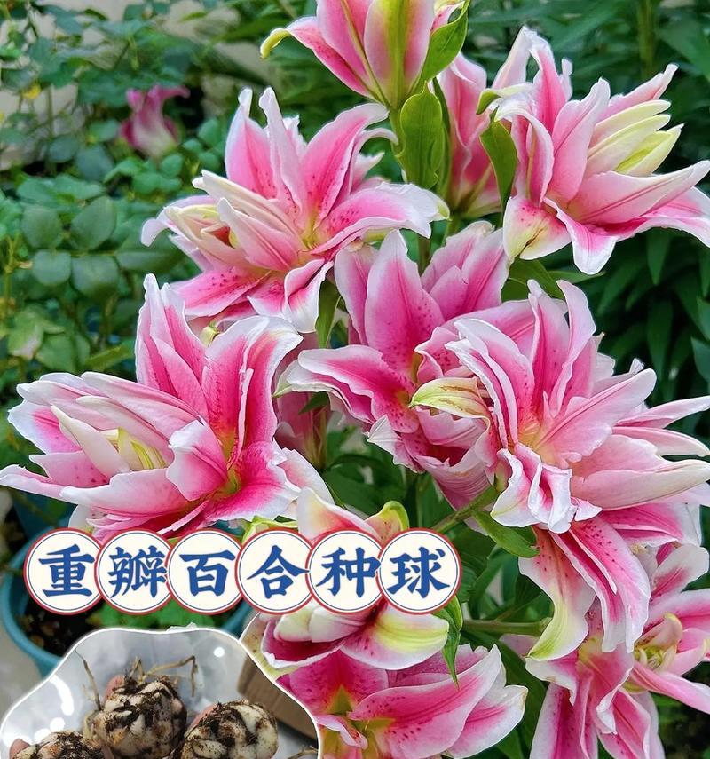 中球花卉的种类有哪些？中球花卉的特点是什么？